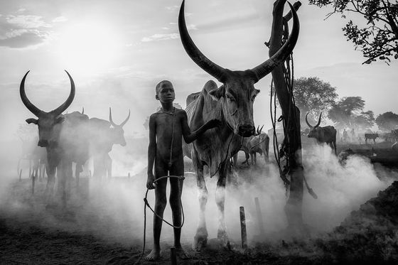 His Favorite Cow — Maurizio Trifilidis, Italy