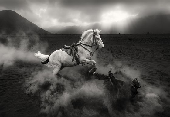 Angry Horse — Mohammed Muhtasib, Saudi Arabia