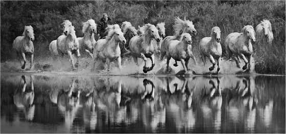 Herd on the run — David L Edwards, Wales