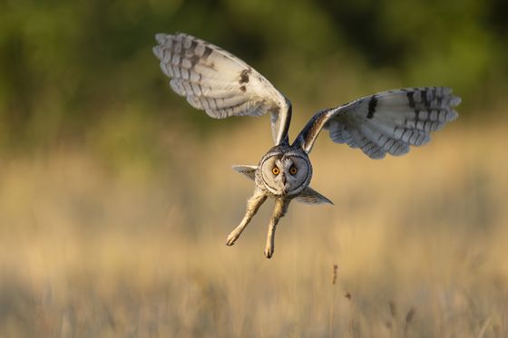 Eye contact with a long eared owl — Pia Schrader, Denmark