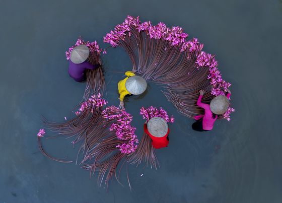lilies Mekong Delta 4 — Mohammed Muhtasib, Saudi Arabia