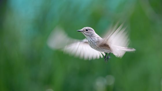Flycatcher — Ernoe Dr Barsi, Hungary