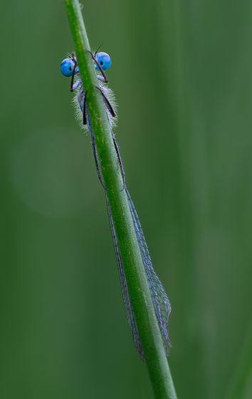 Blue Damselfly — Lynne Watson, Scotland