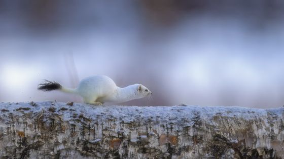 Mustela Erminea — Bjoern Engen, Norway