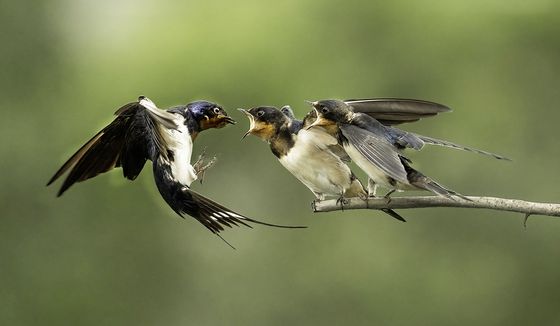 Feeding 2 — Diana Chan, Hong Kong