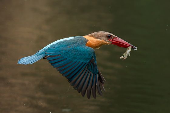 Stork billed Kingfisher 02 — Paing Htet Paing, Singapore