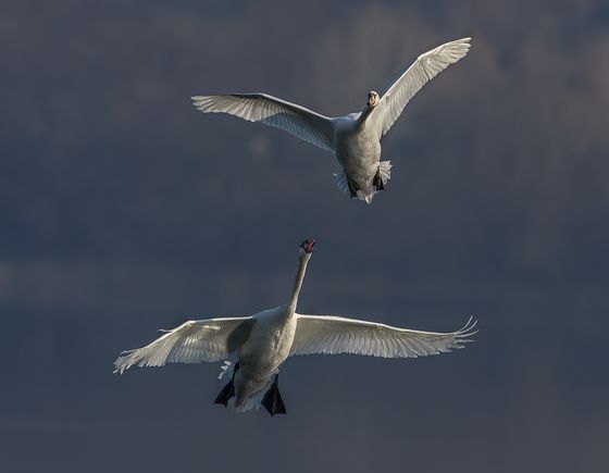 The swans 9 — Dario Riva, Italy