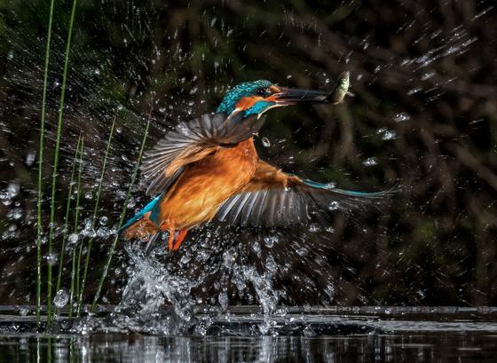 Fresh Catch — Charles Ashton, England