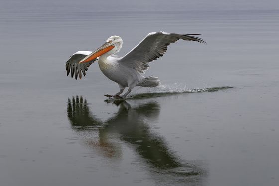 Dalmatian Pelican Landing — David Wheeler, England