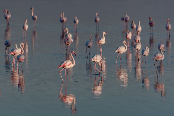 Flamingo pasture — Romos Kotsonis, Cyprus