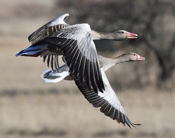 Synchronized flying — Istvan Kerekes, Hungary