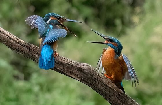 Kingfisher Wars — Bob Thomas, England