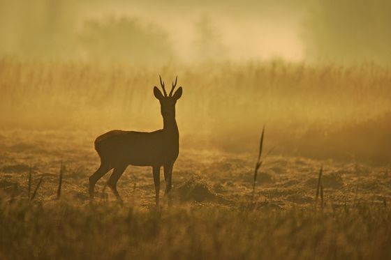 In the golden morning 6 — Tomasz Okoniewski, Poland