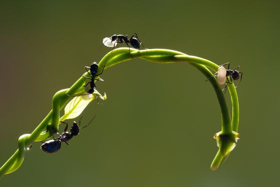 Ant carries the ball away 12034 — Chin Tzu Weng, Taiwan