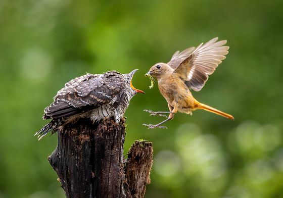 Cuckoo brood parasitism 22 — Chun Woo Lee, South Korea