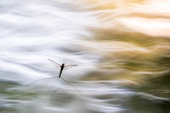 Silky waves — Ferenc Kocsis, Hungary