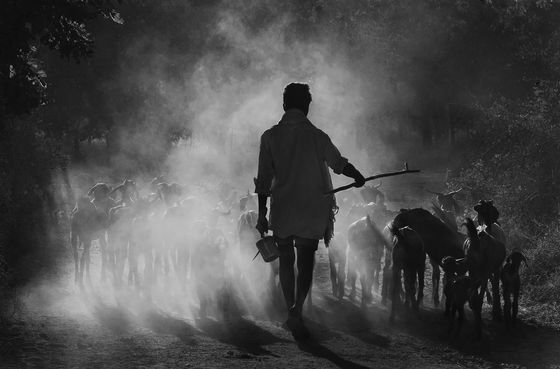 Returning Herd — Sathyanarayana C R, India