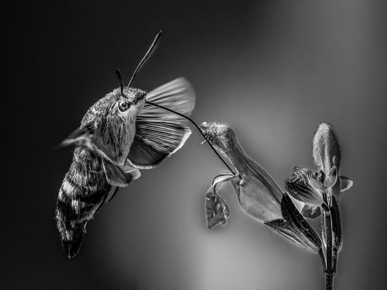 Reaching The Flower — Henrik Sell, Finland