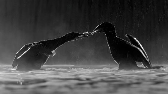 Combat — Ernoe Dr Barsi, Hungary