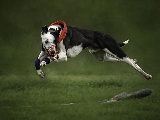 The Chase — Terry Wall, England