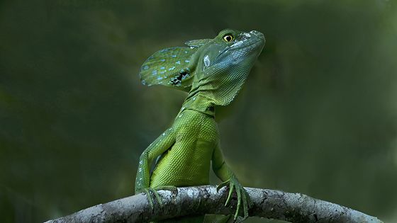 Basilisk — Greta Verelst, Belgium