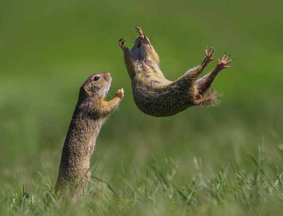 I Got You — Roland Kranitz, Hungary