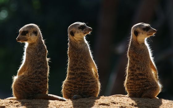 Meerkats On The Alert — Gottfried Catania, Malta