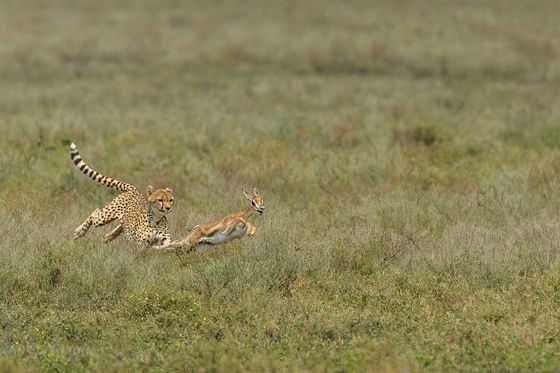 Cheetah Hunt — Sathyanarayana C R, India