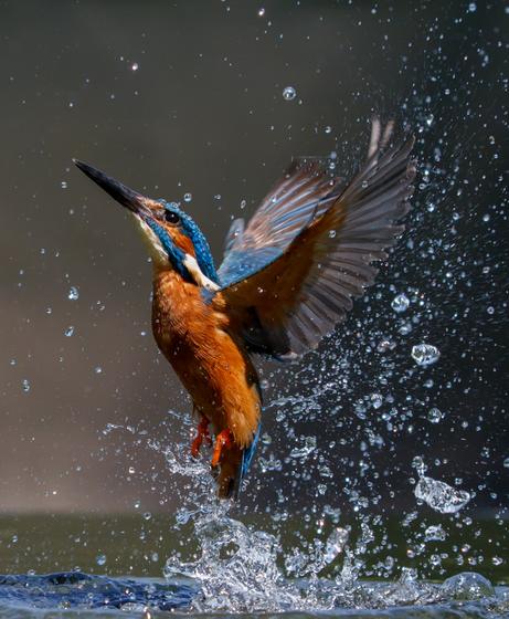 Kingfisher Blast Off — Terry Wall, England