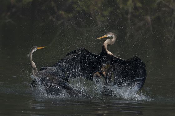 Duel Or Duet — Ramaswami Gn, India