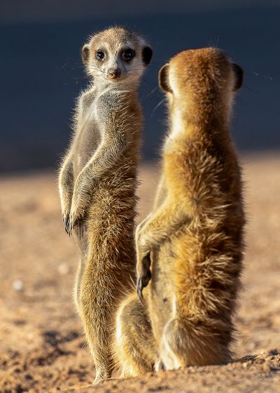 I See You 2 — Derrick Smit, South Africa