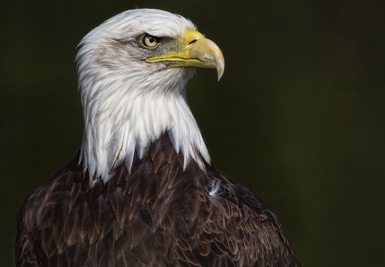 Sea Eagle2 — Marcel Van Balken, Netherlands
