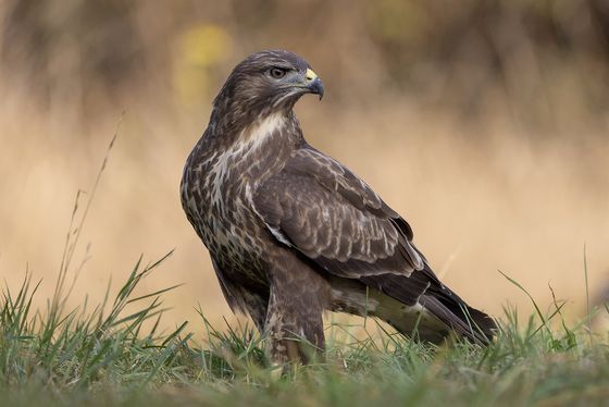 Common Buzzard — David Wheeler, England