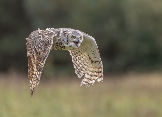 Horned Eared Owl — Iain McFadyen, Scotland