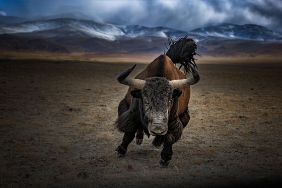 Vigorous — Shengfu Jiao, China