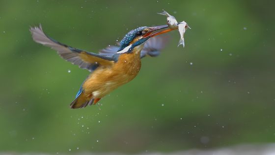 Kingfisher With Double Grip 003-22 — Giovanni Fabbri, Italy