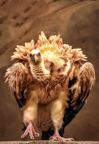 Culture Vulture — Ken Ang, Singapore