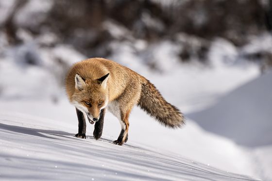 Fox On The Snow — Maurizio Trifilidis, Italy